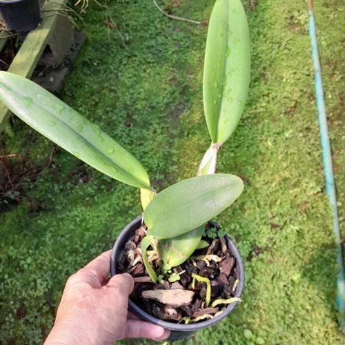 Bc. Agatha fire x Bc. Kinukawa vermelho