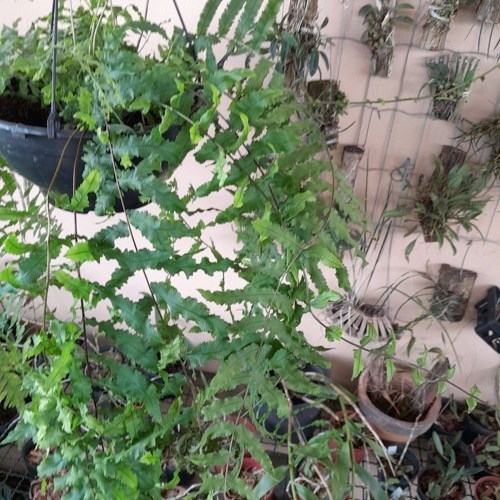 Folhagem Samambaia de Metro ADULTO (Polypodium subauriculatum)