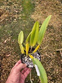 Cattleya maxima ( tipo x semi-alba e semi  alba confirmada ) 02 exemplares