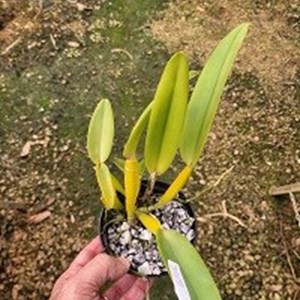Cattleya maxima ( tipo x semi-alba e semi  alba confirmada ) 02 exemplares