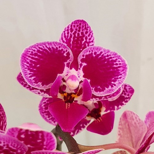 Orquídea Phalaenopsis Mini ! Flor Linda ! Com Vaso.