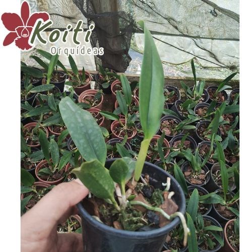 Orquídea Slc. Mae Hawkins “Miya” - Tamanho 4