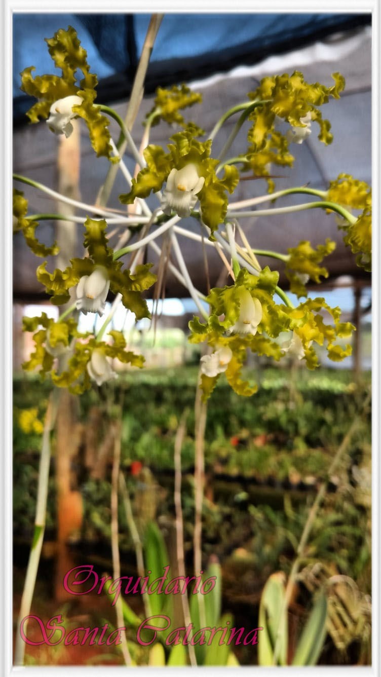 Orquídea Schumburkia Coerulense