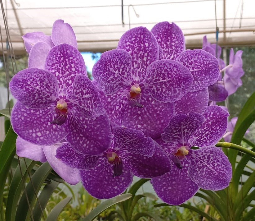 Kit - 4 Mudas De Orquídea Vanda