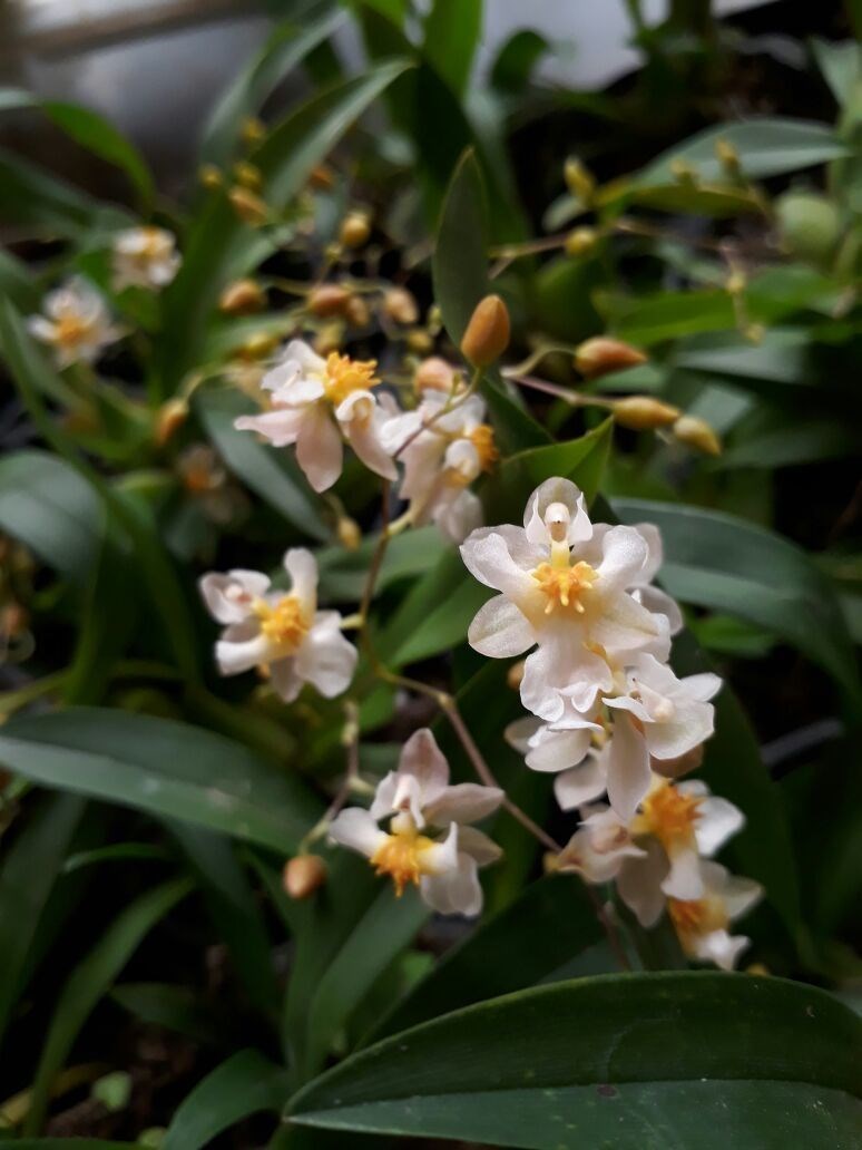 Orquídea Oncidium Twinkle (cores diversas)