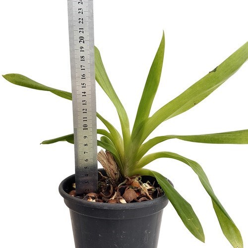 Orquídea Huntleya meleagris Planta Adulta Exótica Raridade !