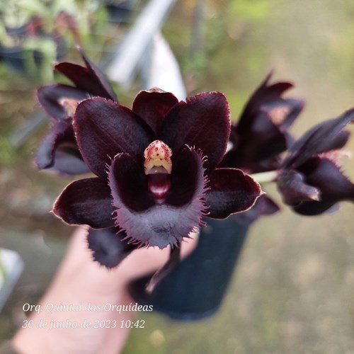 Fredclarkeara Gemstones - Adulto