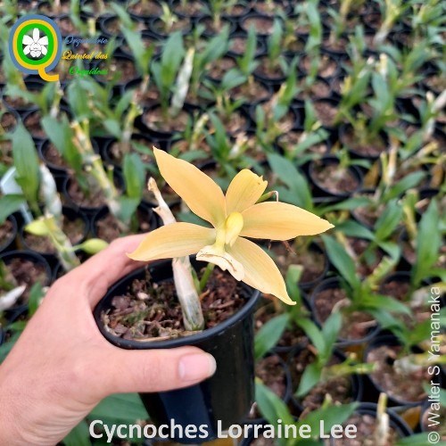 Cycnodes Lorraine Lee - Adulto