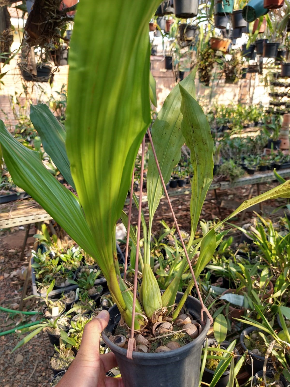 Orquídea Coelogyne massangeana