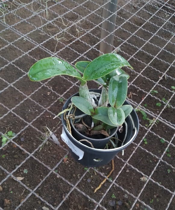 Cattleya nobilior (coerulense x rubra)