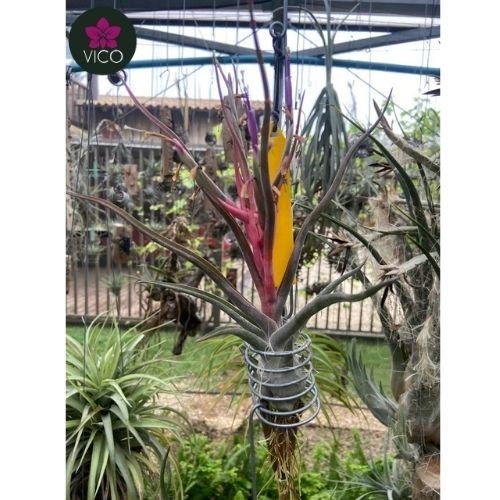 Tillandsia Bulbosa X TIllandsia Streptophylla