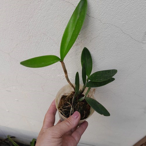 Orquídea Cattleya forbesii