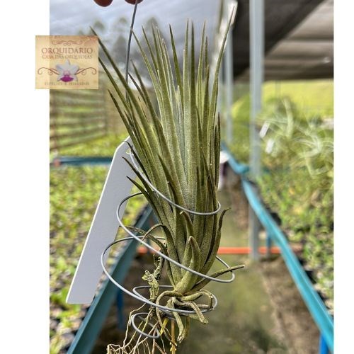 Tillandsia paraibensis