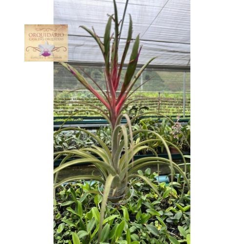 Tillandsia híbrida mexicana
