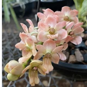 orquídea Rhynchostylis Gigantea Orange Self