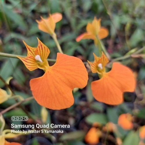 Comparettia speciosa - Adulto - Leque