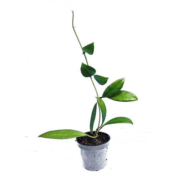 Combo das flores de cera rosadas - mudas enraizadas