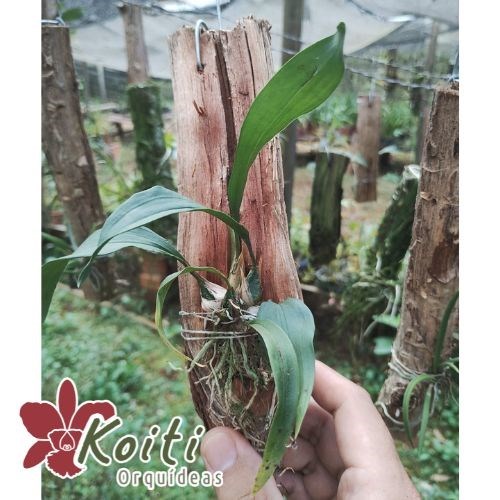 Orquídea Bifrenaria Aurofulva - Pré Adulta