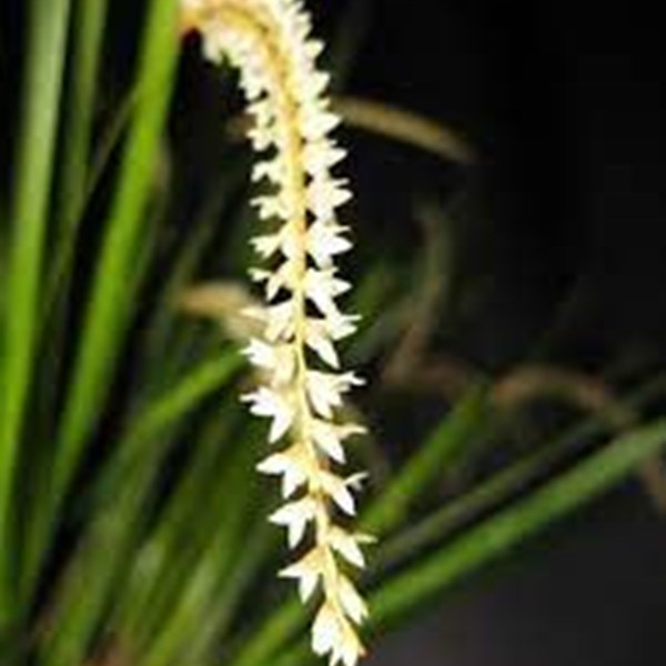 Orquídea Dendrochilum stenophyllum