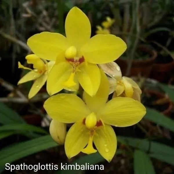 Orquídea Spathoglottis kimbaliana - Orquiloja