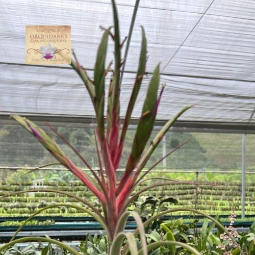 Tillandsia híbrida mexicana - Orquiloja