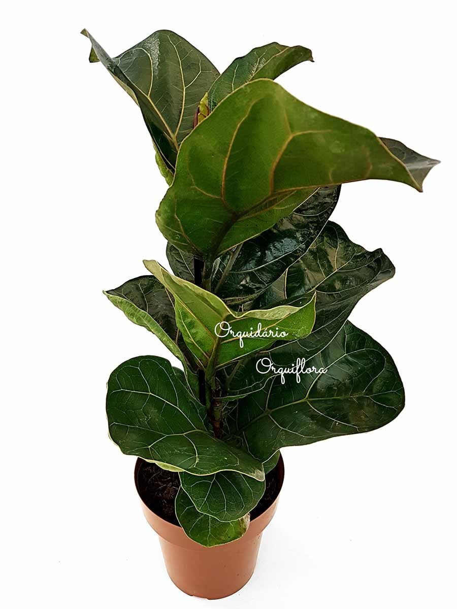 Muda Ficus Lyrata Bambino Planta Natural
