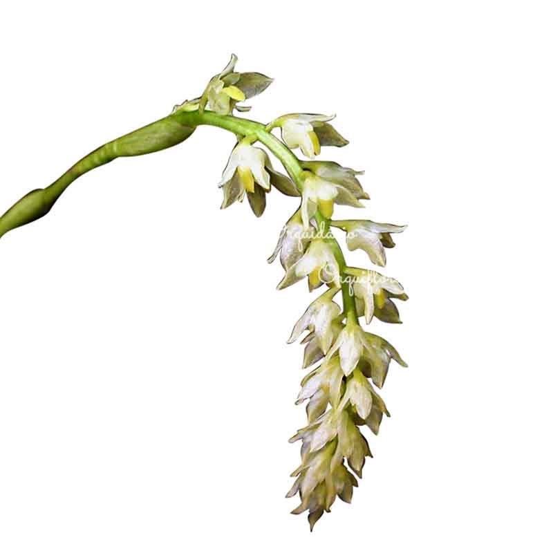 Orquídea Bulbophyllum gibbosum Planta Adulta Flor Branca