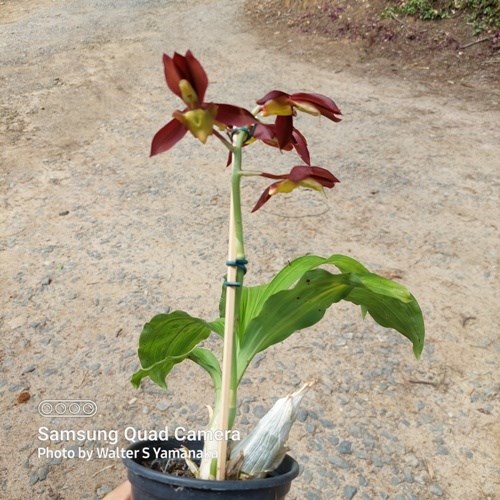 Catasetum Ten Dragons - Adulto