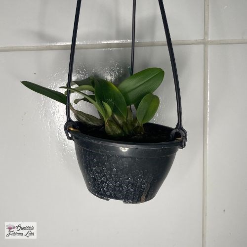 Dendrobium Agregatum