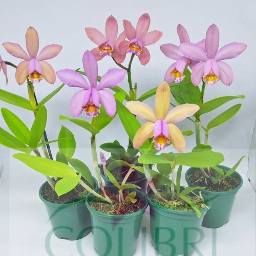 Orquídea Cattleya venosa (C harrissoniana x C forbesii 'Larissa')