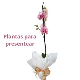 Phalaenopsis para Presente Dia das Mães (cores diversas)