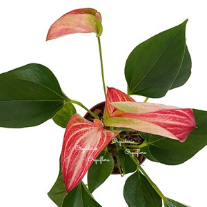 Mini Antúrio Livium Listrada Planta Natural Adulta Com Vaso