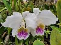 Cattleya mossiae ( semi alba x semi alba )