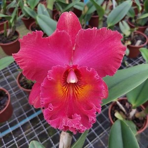 Rlc. Village Chief Armani - Adulta