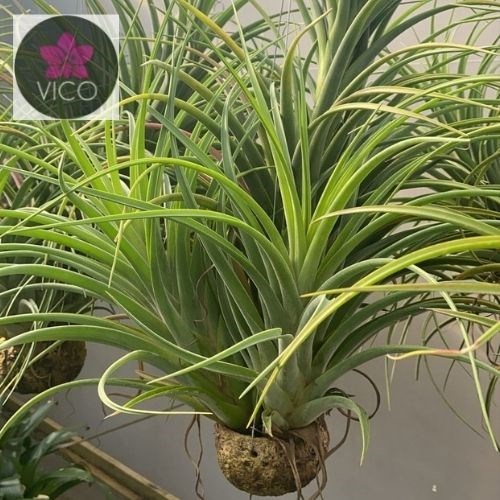 Tillandsia Sunset Glown