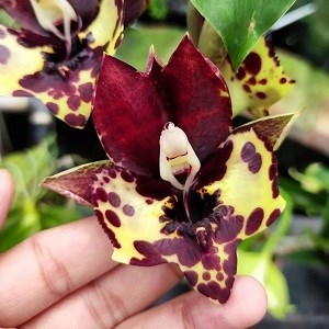 Orquídea Catasetum Kidney Bean 'Jamie's Golden Eyes