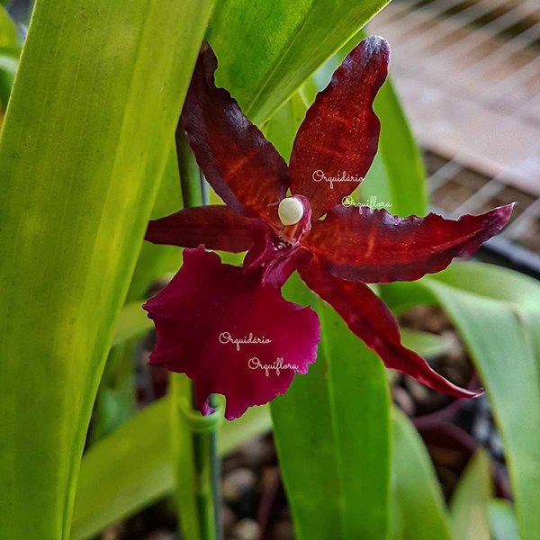 Orquídea Colmanara Masai Red Planta Adulta Flor Avermelhada - Orquiloja