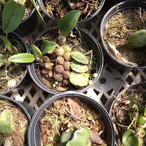 Sophronitis wittigiana