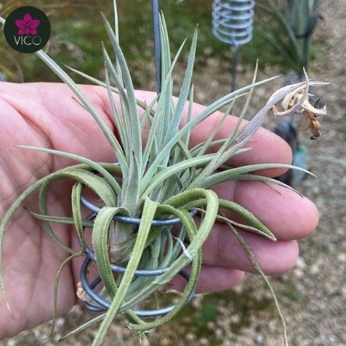 Tillandsia Afonsoana