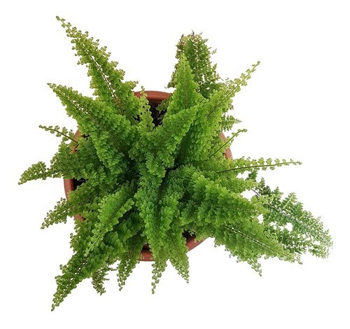 Kit 2 Mini Samambaias Havaianas Planta Natural