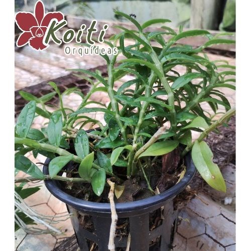 Orquídea Dendrobium loddigesii - Adulto