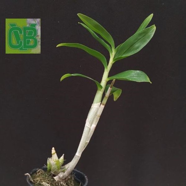 Orquídea Dendrobium sanderae var major. - S10085
