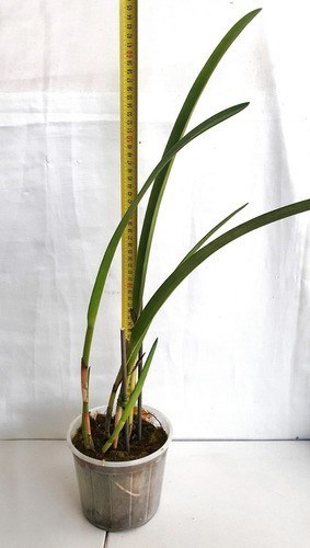 Orquídea Arpophyllum giganteum Planta Adulta ! Com Vaso !