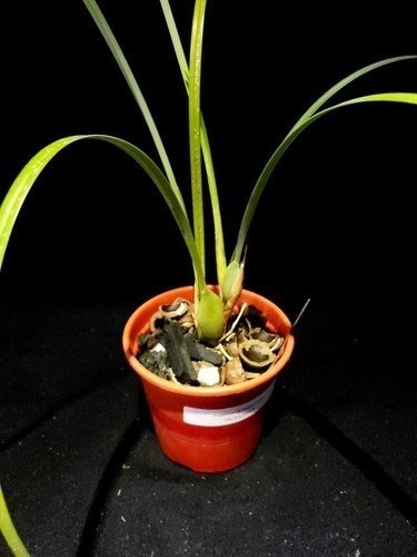 Orquidea Maxillaria tenuifolia Adulta. Cheirinho De Coco.!!!