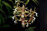 Epidendrum cristatum