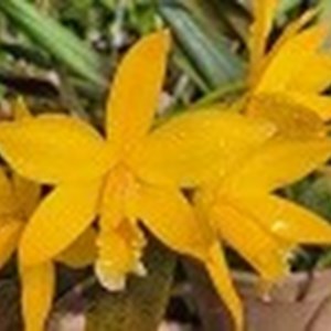 Registro Disponível: Hadrolaelia praestans x Dungsia kautskyi ( Cattleya )