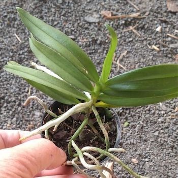 Gastrochillus bellinus