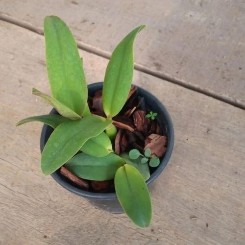 Orquídea Cattleya Ayrton Senna x Mini Cattleya Amarela