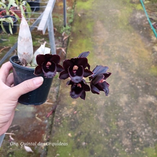 Fredclarkeara Gemstones - Adulto