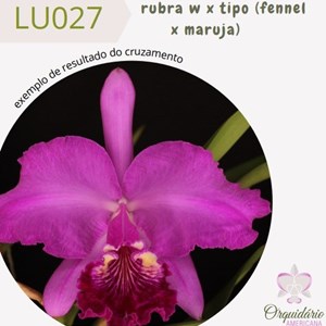 Orquídea Cattleya lueddemanniana rubra w x tipo (fennel x maruja)